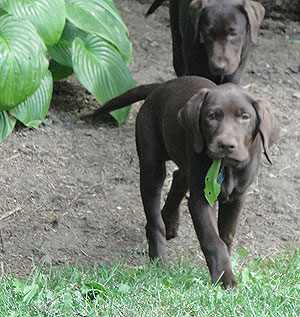 Photo of our beloved dog, Riley
